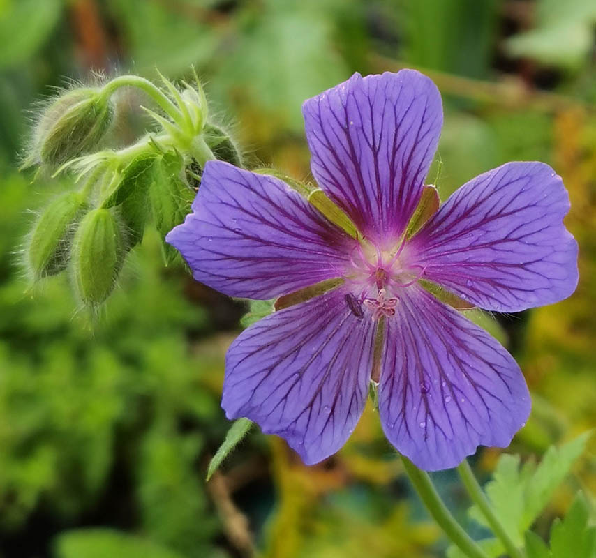 Geranium x magnificum (G. ibericum × G. platypetalum)